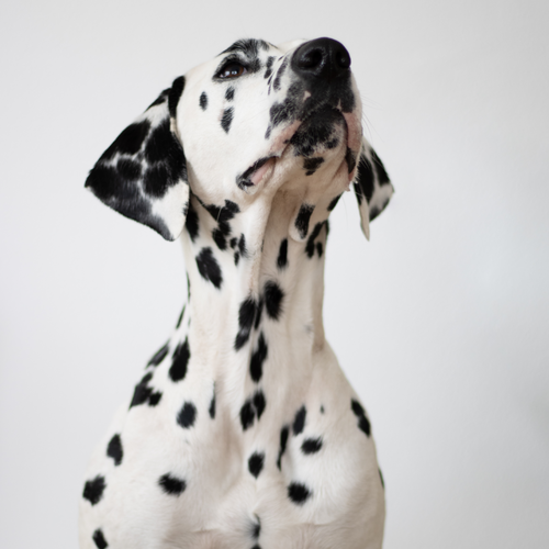 Mitos sobre el comportamiento canino