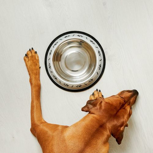 ¿Qué hacer si mi perro no come? | Natuka BARF