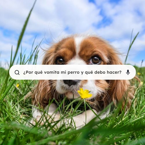 Guía sobre el vómito en perros: causas y soluciones | Natuka BARF