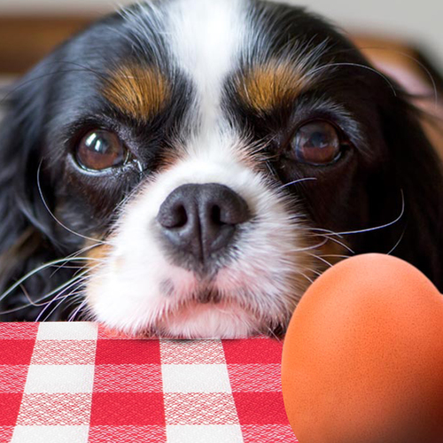 ¿Puede mi perro comer huevos crudos?