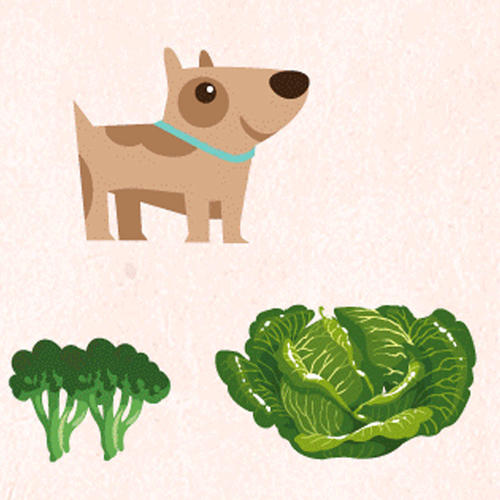 ¿Por qué comen hierba nuestros perros?