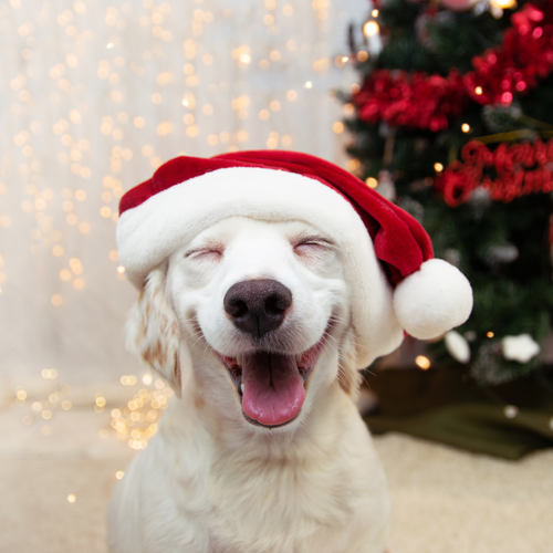 Cómo reducir el estrés en tu perro en las reuniones de Navidad