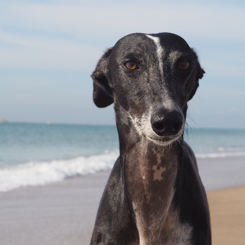 Los galgos: los perros más especiales de España