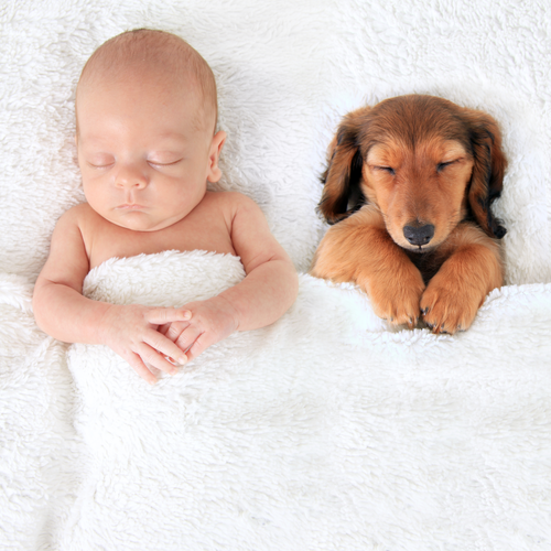 Pautas para presentar tu bebé a tu perro: antes, durante y después