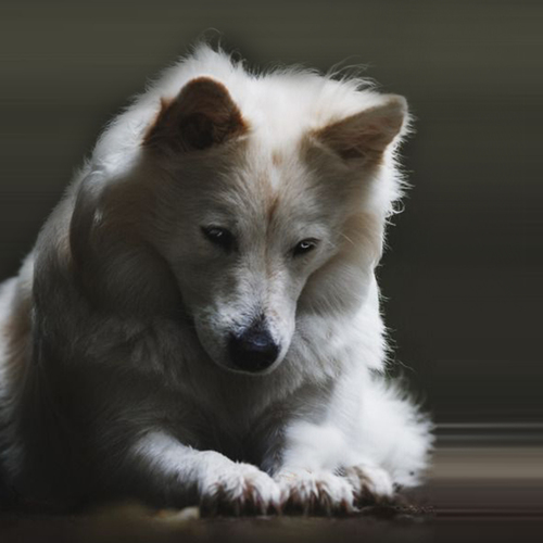 Cómo incrementa el pienso la probabilidad de torsión gástrica a tu perro