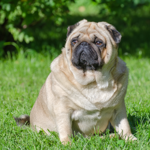 La obesidad en perros: la enfermedad más común y sus riesgos