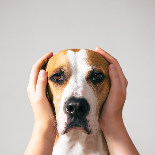 Los petardos y tu perro: ayúdale a gestionar el miedo