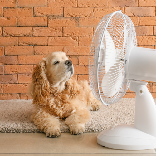 Cómo detectar un golpe de calor en tu perro y saber actuar