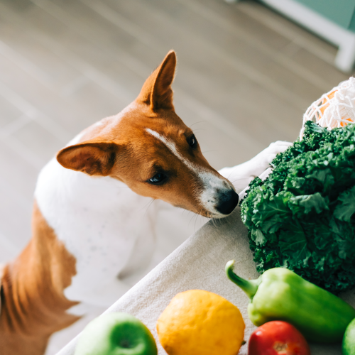 Tu perro no puede ser vegano ni vegetariano: razones y consecuencias