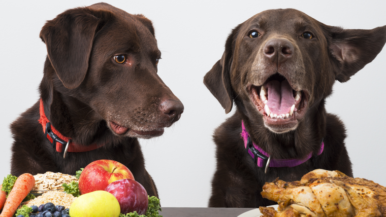 demasiado mayoria beneficioso El riesgo de la dieta vegana y vegetariana en perros