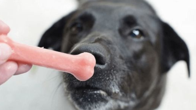 4 helados caseros para perros contra enfermedades