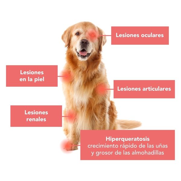 Leishmania en perros y la dieta